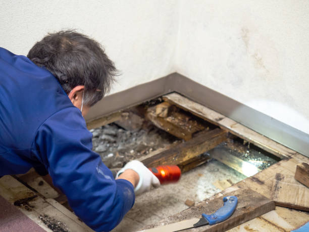 Best Office Mold Removal Services  in Santa Ana, CA