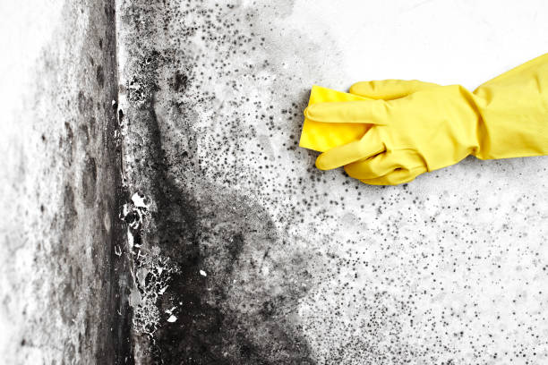 Home Mold Removal in Santa Ana, CA