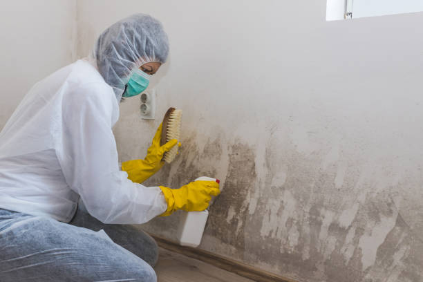 Best Mold Remediation  in Santa Ana, CA