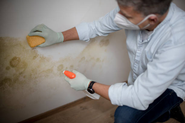 Best Black Mold Removal  in Santa Ana, CA