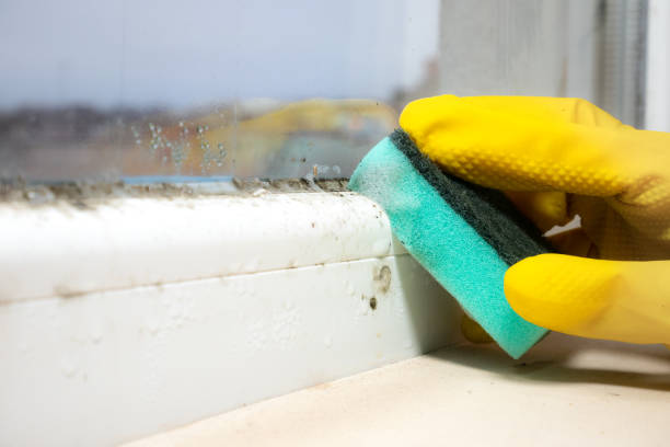 Best Toxic Mold Removal  in Santa Ana, CA