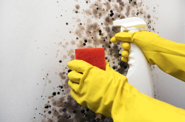 Professional Mold Removal in Santa Ana, CA