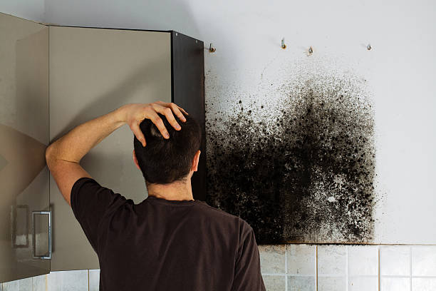 Best Certified Mold Removal  in Santa Ana, CA