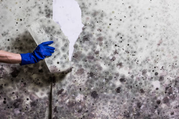 Best Commercial Mold Removal  in Santa Ana, CA