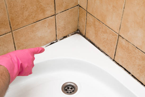 Mold Testing and Removal in Santa Ana, CA