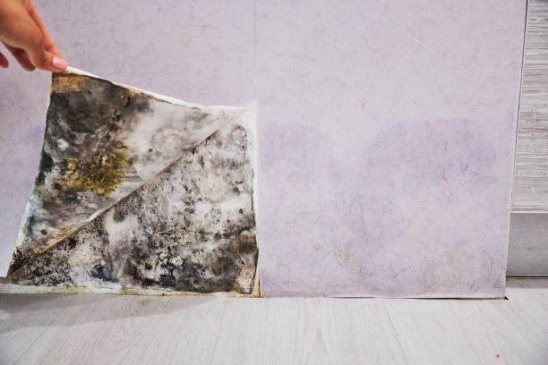 Best Affordable Mold Removal  in Santa Ana, CA